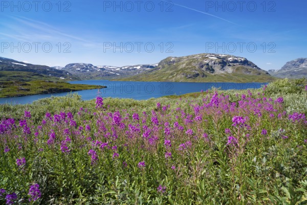 Beautiful scenery of a norwegian fjord with some blooming fireweed in the foreground