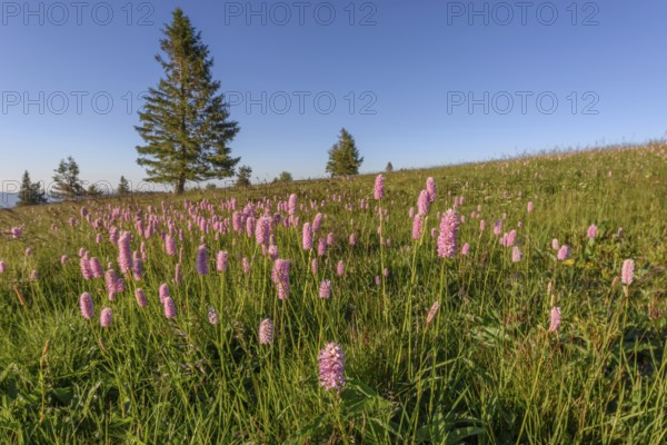 Beautiful wildflower meadow with knotweed Common bistort on the field of fire in the Vosges in France