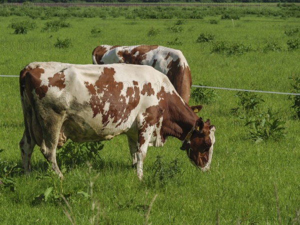 Two cows grazing on a green meadow, surrounded by natural landscape, winterswijk, the netherlands