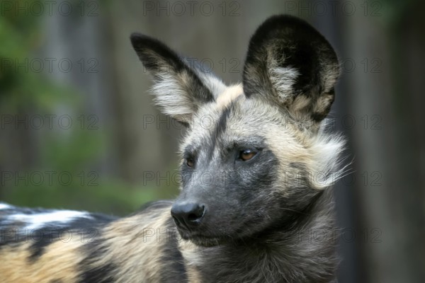 The African wild dog (Lycaon pictus)