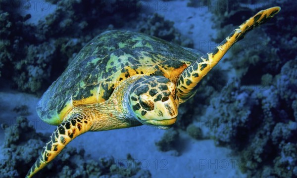 Green Turtle, Chelonia mydas, Coral Reef, Red Sea, Egypt, Africa