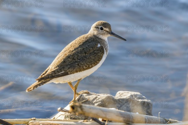 Common Sandpiper Water Bird (Actitis hypoleucos)