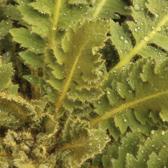 Detail of a green, furry plant in Nepal