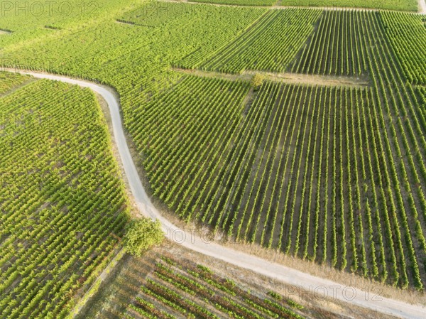 Vineyards in Eguisheim, Haut-Rhin, Grand Est, France, Europe