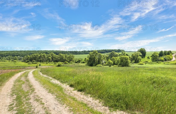 Long country road through field near forest at summer day