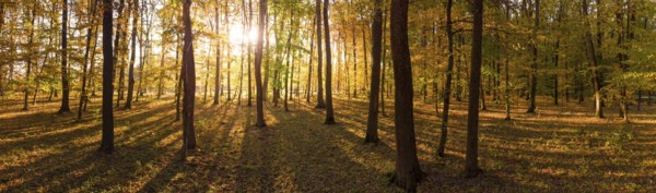 Colorful trees in the autumn forest, the morning sun shines through the branches and trees. Panorama of natural background