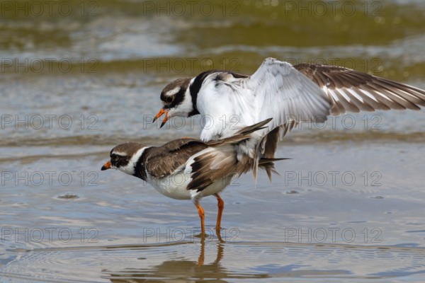 Ringed Plover, Charadrius hiaticula, copula
