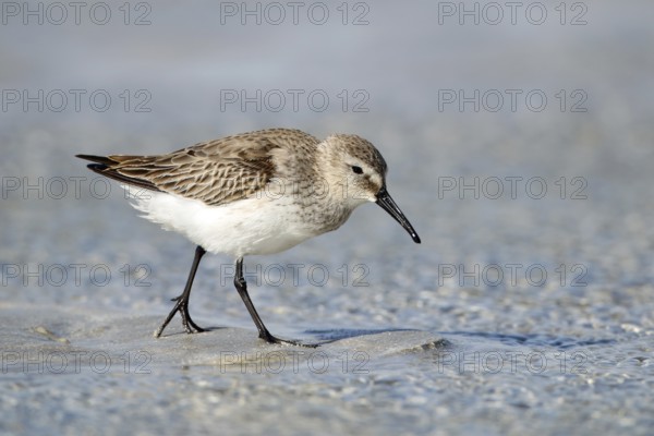 Dunlin, Calidris alpina, Oman, Asia