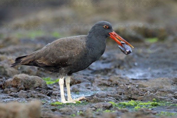 Sooty Oystercatcher, Haematopus fuliginosus, Chile, South America