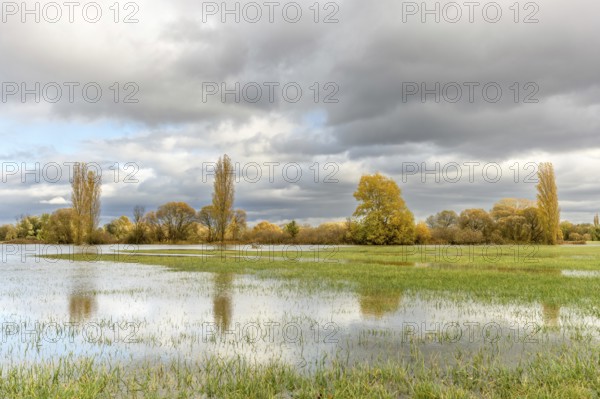 Flooded meadow after heavy rains. Autumn landscape. Bas-Rhin, Collectivite europeenne d'Alsace, Grand Est, France, Europe