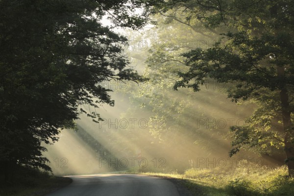 Country road through the forest on a foggy spring morning