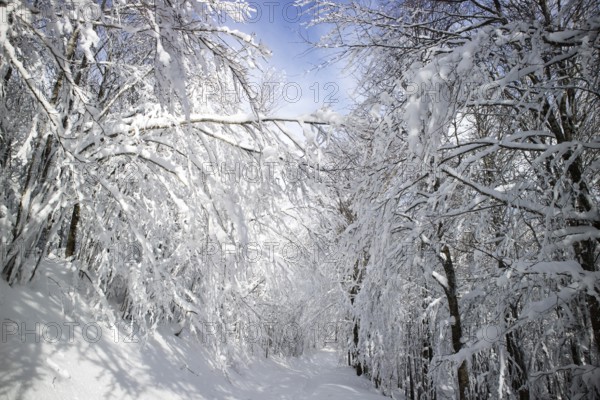 Photographic documentation of a path in a completely snow-covered forest