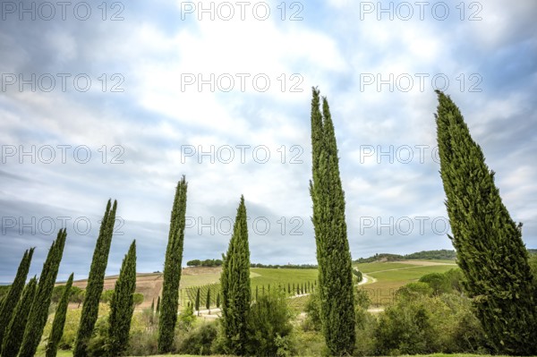 A typical cypress avenue in the Tuscan countryside of Val D'Orcia