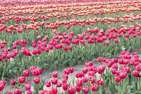Blooming tulips field in Holland, springtime, beautiful multicolored background, sunlight