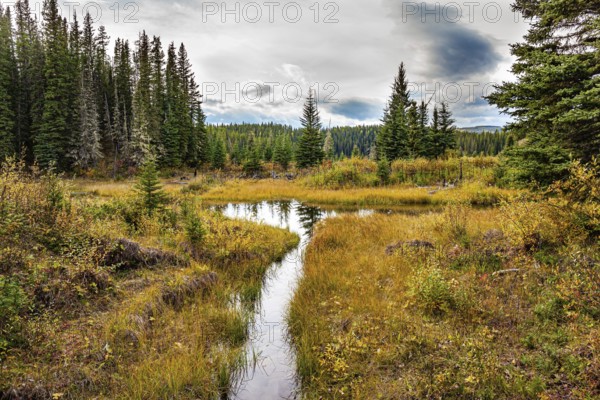 Narrow channels of a shallow lake in the forest. Autumn trip to the west of Canada. The smooth lake surface reflects the cloudy sky and slender fir trees. Spruce forest edge