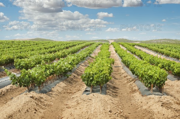 Young Vineyards in rows. Seedlings vines.Graft of the vines