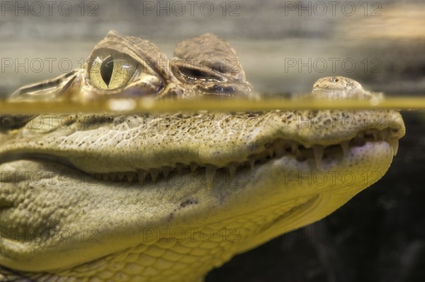 Crocodile in water. Underwater look