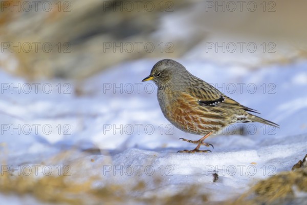 Alpine Accentor (Prunella collaris), Small bird standing on snow-covered ground in a cool, natural environment, Valais, Switzerland, Europe