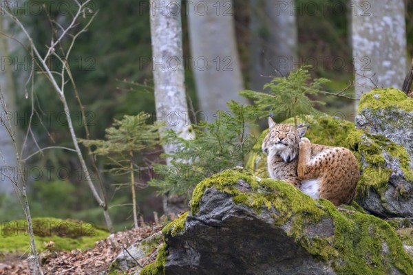 Lying lynx (Lynx lynx) on a moss-covered rock in the forest, Captive, Bavaria, Germany, Europe