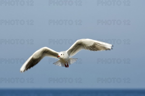Seagull