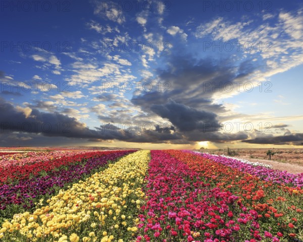 Spring cloud illuminated by the sunset. Buttercups blooming garden. Farmers field with flowers grown for export sales