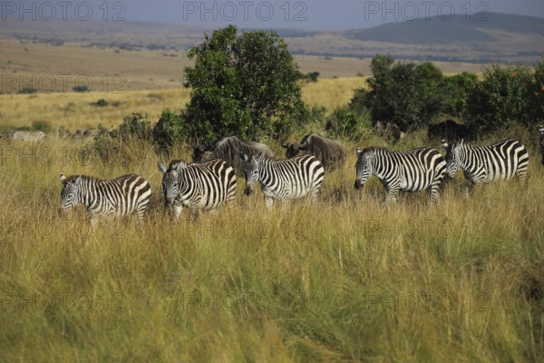 Steppe zebras (Equus quagga) and blue wildebeest (Connochaetes taurinus) are travelling together in the Masai Mara nature reserve in Kenya
