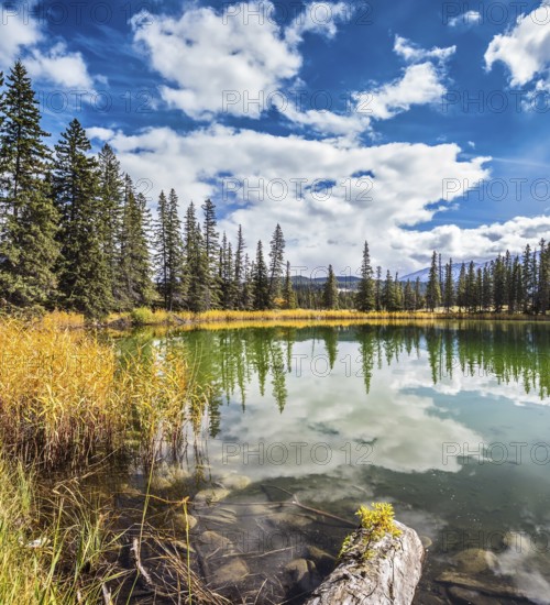 Shallowed circular lake in the autumn forest. Autumn day in Jasper National Park in the Rockies of Canada