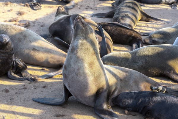 Charming marine mammals. Sunny cold day. Colony of fur seals. Namibian Nature Reserve. Cape Cross is the largest South African fur seal rookery. The concept of ecological and photo tourism