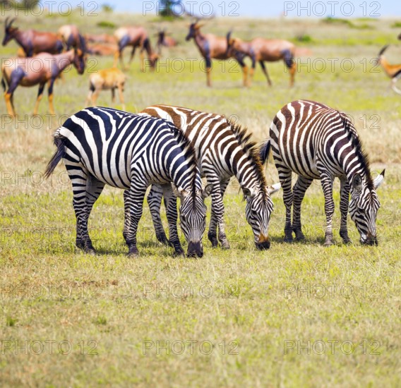 African Safari in Kenya. Tsessebe antelopes and zebras graze together nearby. Magnificent trip to the savannah. Ecological, active and phototourism concept