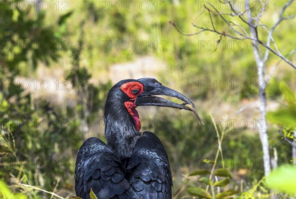 The bird Southern ground hornbill - endemic to South Africa. Large bird with shiny black plumage and bright red neck. The Kruger Park. Animals live and move freely in the African savannah