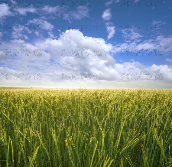 Green cereal fields under blue summer sky
