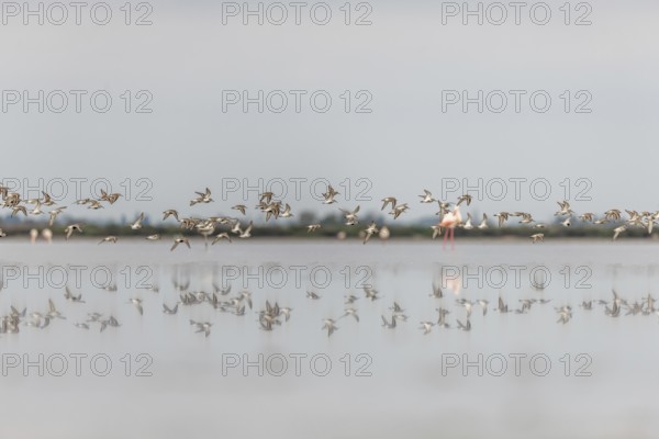 Shorebirds, Dunlin (Calidris alpina) migrating north in the Vacares pond in spring. Saintes Maries de la Mer, Parc naturel regional de Camargue, Arles, Bouches du Rhone, Provence Alpes Cote d'Azur, France, Europe