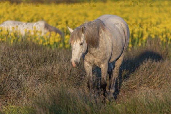 Camargue horses feeding in a swamp full of yellow irises. Saintes Maries de la Mer, Parc naturel regional de Camargue, Arles, Bouches du Rhone, Provence Alpes Cote d'Azur, France, Europe