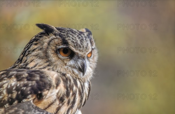 Eurasian Eagle-Owl (Bubo bubo) in the scrubland in Provence. Tarascon, Arles, Montagnette, Bouches du Rhone, Cote d Azur, France, Europe