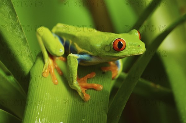 Red eye frog
