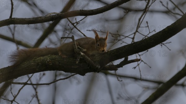 Squirrel perched on a tree branch in a dimly lit forest, Red squirrel or Eurasian red squirrel (Sciurus vulgaris), Rosenau, Haut-Rhin, France, Europe
