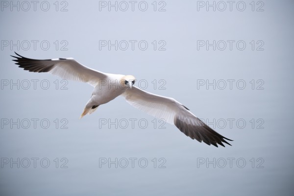 Northern gannet (Morus bassanus), bird in flight, Heligoland, Schleswig-Holstein, Germany, Europe
