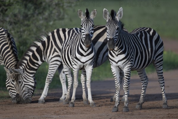 Plains zebra (Equus quagga), Qwabi Private Game Reserve, Biosphere Reserve, Limpopo, South Africa, Africa