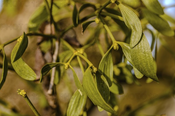 Close-up of mistletoe with green leaves on a branch, Isar meadows