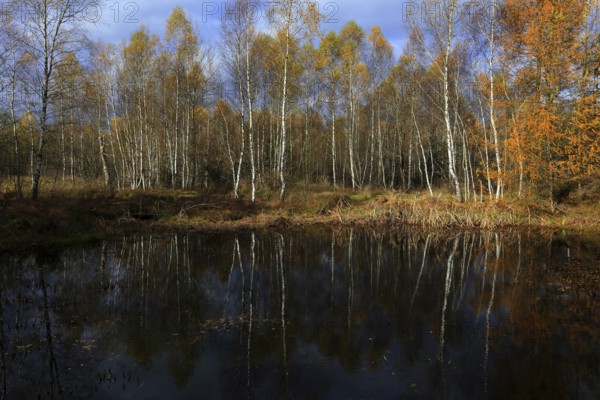 Birch quarry forest, Bavaria