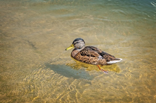 Mallard duck (Anas platyrhynchos) male in a light plumage, Munich, Upper Bavaria, Bavaria, Germany, Europe