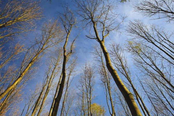 Sky view through the trees of a forest in autumn. Looking up at the trees. Low angle view on the canopy of a forest