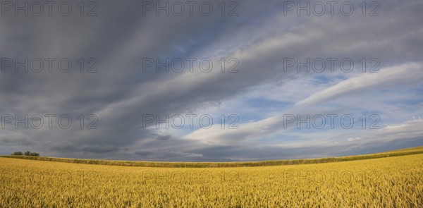 Summer evening landscape with wheat field in Central Bohemian Uplands, Czech Republic, Europe