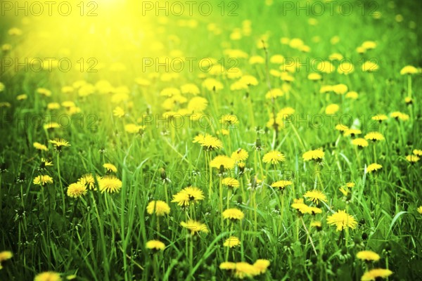 Sunrise on a dandelions field