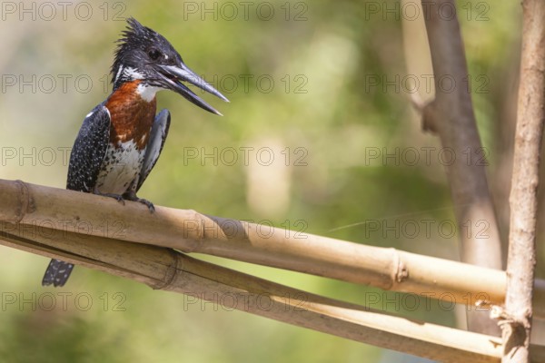 Giant Kingfisher, (Megaceryle maxima), Kingfisher