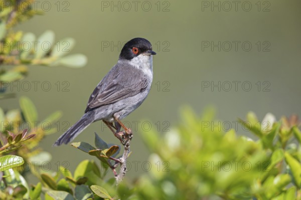 Velvet-headed warbler, (Sylvia melanocephala), warbler family, biotope, habitat, perch, foraging, Lesbos Island, Lesbos, Greece, Europe