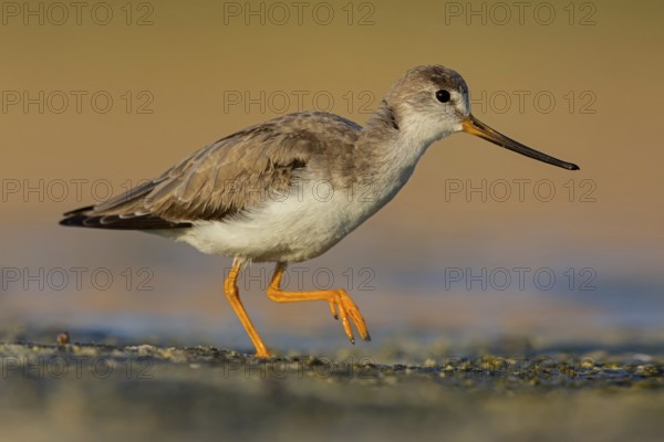 Terek sandpiper, (Xenus cinereus), animal, animals, bird, birds, snipe family, snipe, biotope, habitat, foraging Salalah, Raysut, Sohar, Oman, Asia