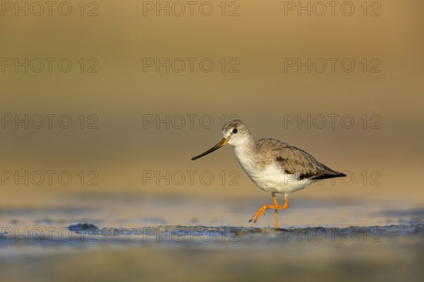 Terek sandpiper, (Xenus cinereus), animal, animals, bird, birds, snipe family, snipe, biotope, habitat, foraging Salalah, Raysut, Sohar, Oman, Asia