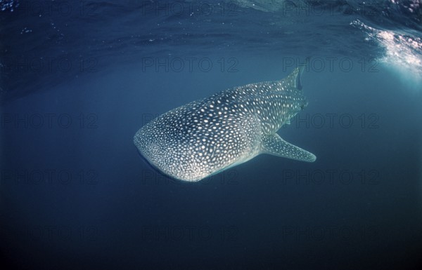 Whale shark, Rhincodon thypus, Mauritius, Africa, Indian Ocean, Africa