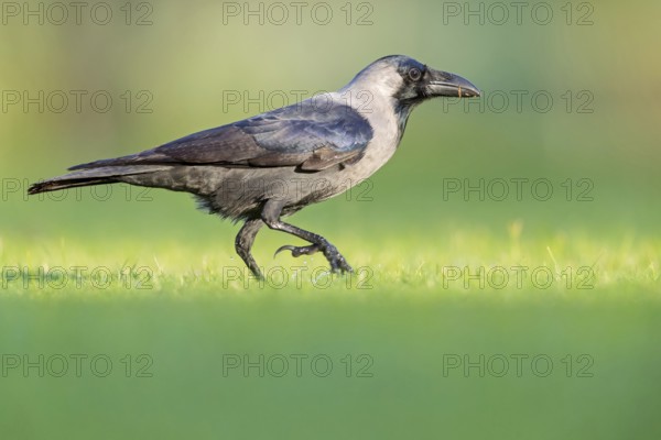 Glossy crow, (Corvus splendens), omnivore, genus of ravens and crows, corvids, Al Qurm Park, Muscat, Oman, Asia